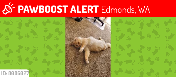 Lost Male Cat last seen Between Westgate Chapel and Elementary School, Edmonds, WA 98020