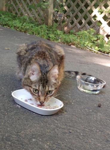 Found/Stray Unknown Cat last seen Lake Forest Dr - Occoquan Forest Dr, Prince William County, VA 20112