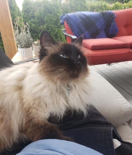 Lost Female Cat last seen Dorothy Peacock Elemtary school, Langley Township, BC 