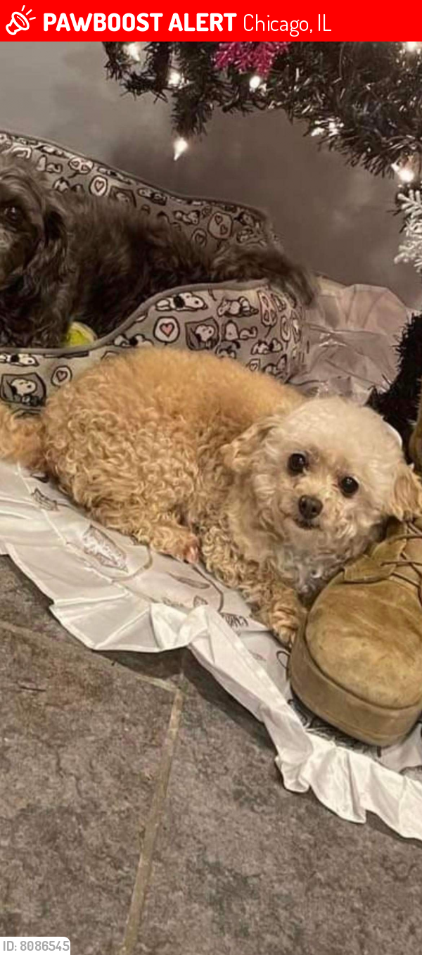 Lost Female Dog last seen S Western and 40 st , Chicago, IL 60609