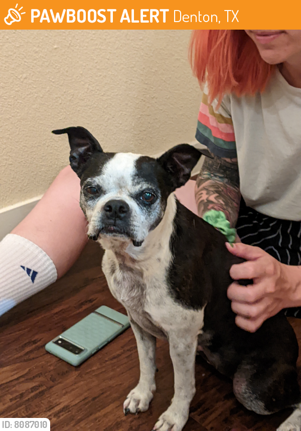 Rehomed Female Dog last seen Russell and University Dr, Denton, TX 76209