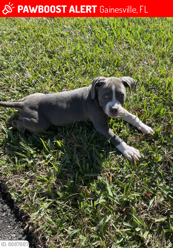 Lost Female Dog last seen Near sw 43rd street , Gainesville, FL 32607