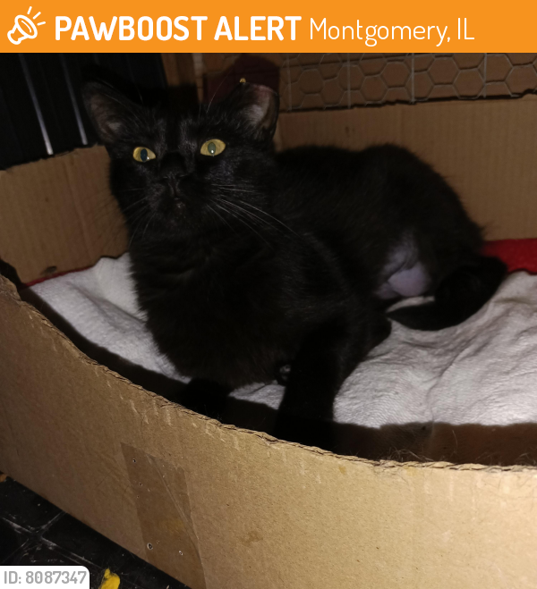 Rehomed Female Cat last seen S. Main St./Webster, Montgomery, IL 60538