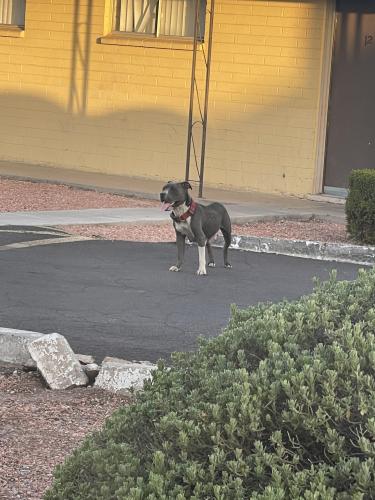 Found/Stray Female Dog last seen Valleywise hosp, Phoenix, AZ 85008