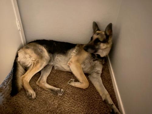 Lost Male Dog last seen Ellsworth and Broadway , Mesa, AZ 85208