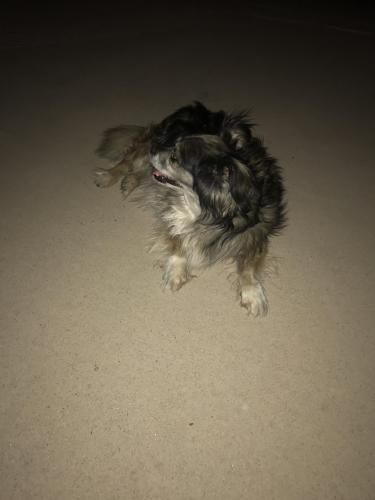 Found/Stray Female Dog last seen 91st and Coolidge , Phoenix, AZ 85037