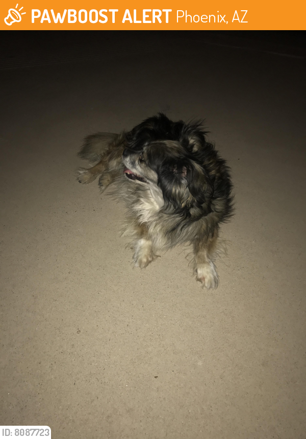 Found/Stray Female Dog last seen 91st and Coolidge , Phoenix, AZ 85037