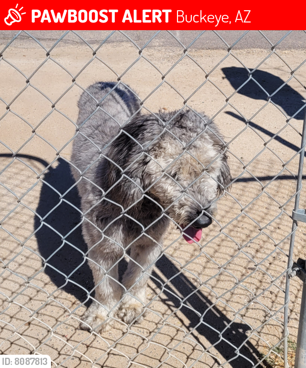 Lost Male Dog last seen Near N Deniza Blvd, Buckeye, AZ 85326, Buckeye, AZ 85326