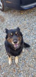 Lost Female Dog last seen EXPLANADE GOING TOWARDS RAMONA EXPRESSWAY , San Jacinto, CA 92583