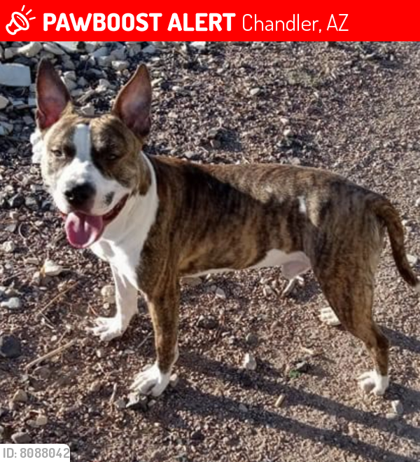 Lost Male Dog last seen W Harrison St Chandler Az, Chandler, AZ 85226