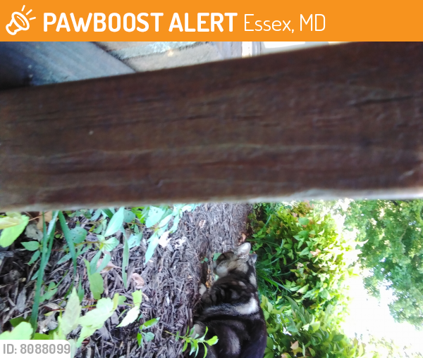 Found/Stray Unknown Cat last seen Mansfield rd. To cloverwood ct. Unit 104, Essex, MD 21221