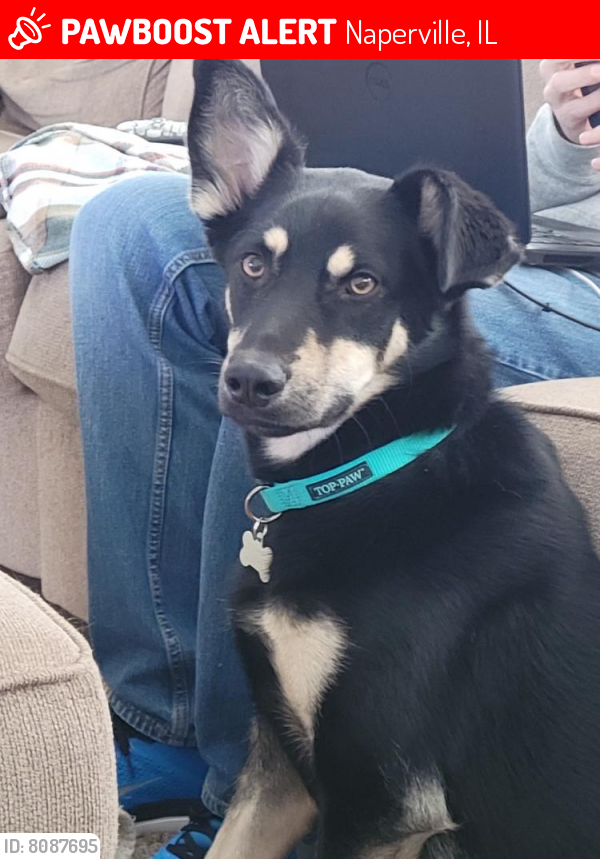 Lost Male Dog last seen Plank rd heading towards Ogden ave, Naperville, IL 60563