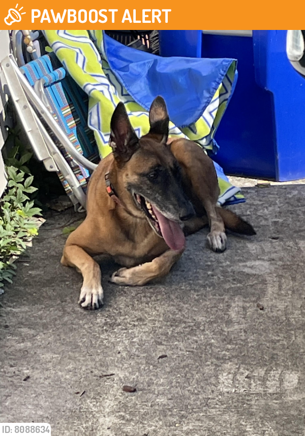 found-stray-female-dog-in-north-charleston-sc-29406-id-8088634