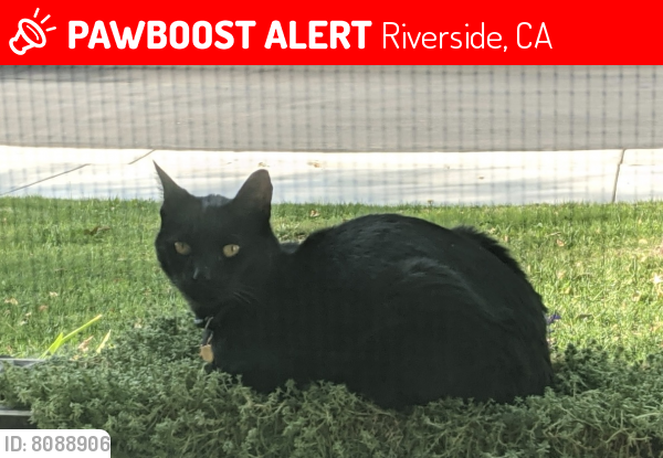Lost Male Cat last seen Collette & Riverwalk , Riverside, CA 92505