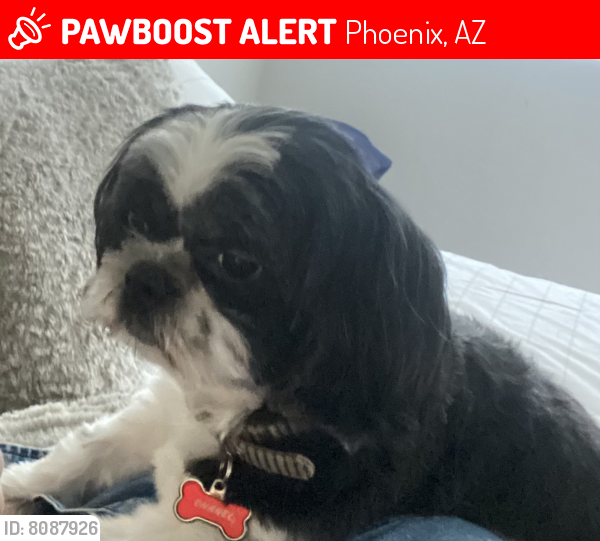 Lost Female Dog last seen 23rd Ave/ W Butler Dr , Phoenix, AZ 85302