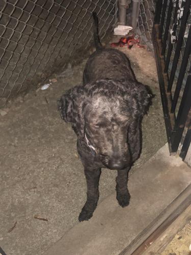 Lost Female Dog last seen Near Prairie , Chicago, IL 60619