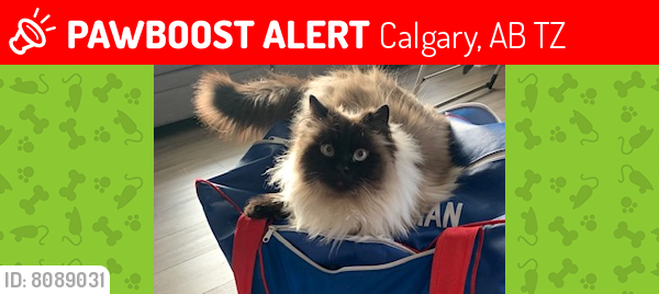 Lost Male Cat last seen Douglas Glen Circle SE Calgary, Calgary, AB T2Z