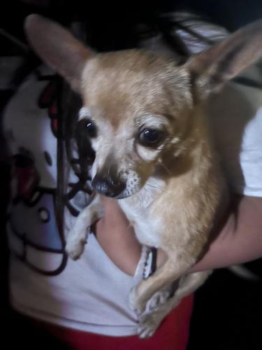 Found/Stray Male Dog last seen Near Cvs, Phoenix, AZ 85037