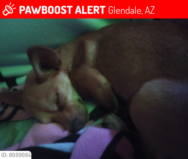 Lost Female Dog last seen 63rd ave and rose ln, Glendale, AZ 85301