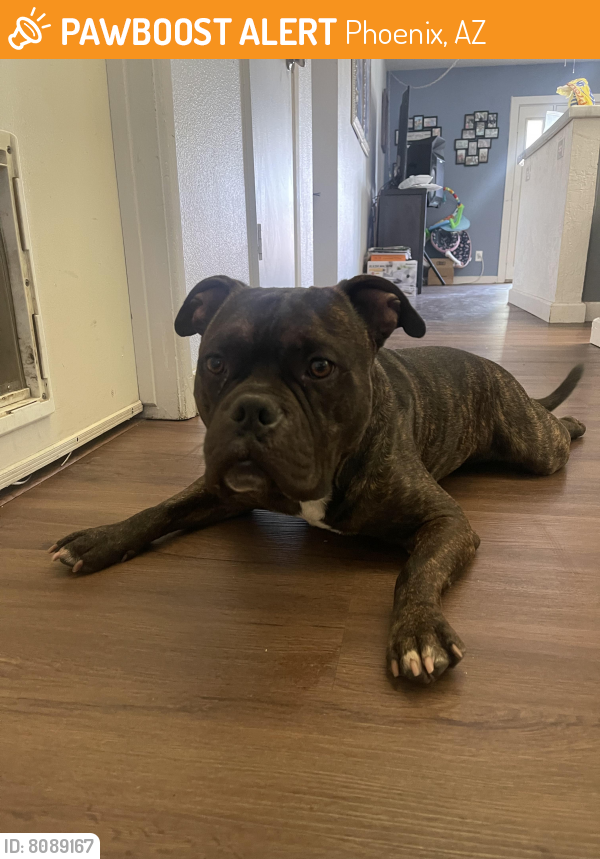 Found/Stray Male Dog last seen 43rd ave and Peoria , Phoenix, AZ 85051