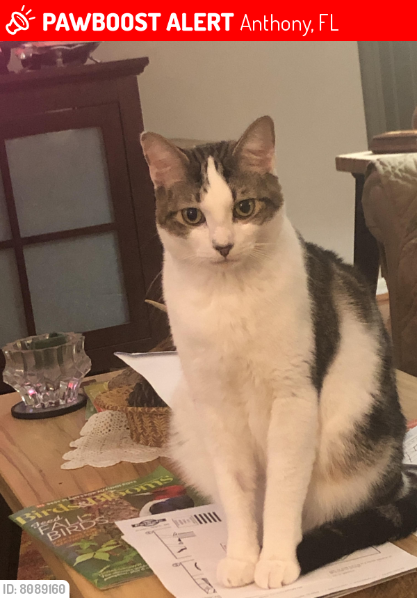 Lost Male Cat last seen 47th Avenue and a limerick road behind me. , Anthony, FL 32617