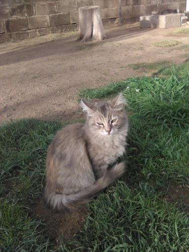 Lost Female Cat last seen JOYCE CIR, ST. CHARLES, El Paso, TX 79904