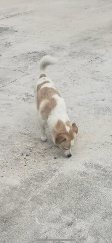 Lost Male Dog last seen 103rd and 33rd ave, Miami, FL 33147