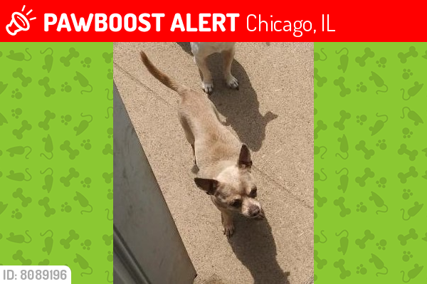 Deceased Male Dog last seen W 73Rd St and S Washtenaw Ave, Chicago, IL 60629