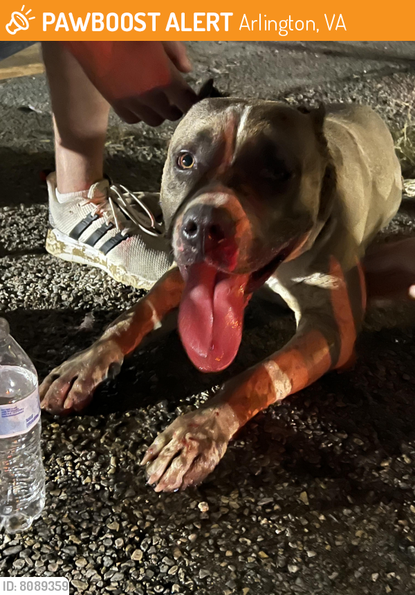 Found/Stray Male Dog last seen Arlington Old Town , Arlington, VA 22203