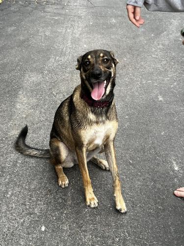 Found/Stray Female Dog last seen Gage St, Joliet, Illinois, Joliet, IL 60432