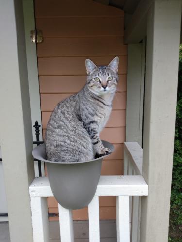 Lost Female Cat last seen E Pender ferndale, Vancouver, BC V5L 1Y2