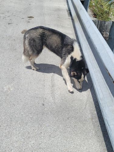 Found/Stray Unknown Dog last seen La Bodeguits, Hialeah, FL 33010