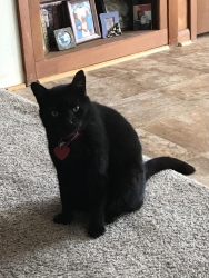 Lost Male Cat last seen Free Gospel Road , Greene County, NC 28580