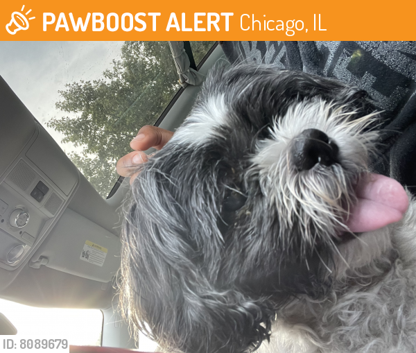 Found/Stray Male Dog last seen South chicago ave , Chicago, IL 60617