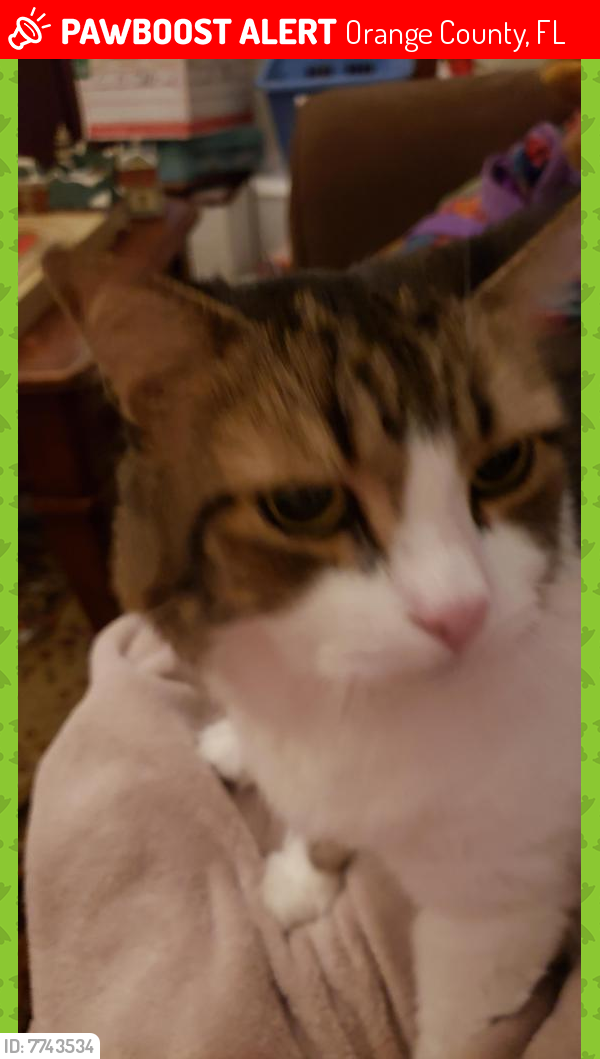 Lost Male Cat last seen American Rose Pkwy near Chickasaw Trail, Orange County, FL 32825
