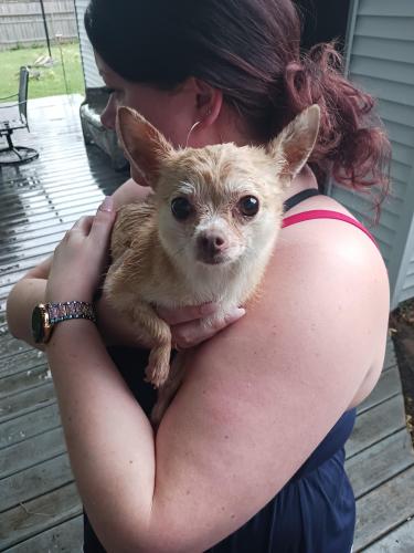 Found/Stray Female Dog last seen Park Ave. And  Marion st Joliet, Joliet, IL 60431
