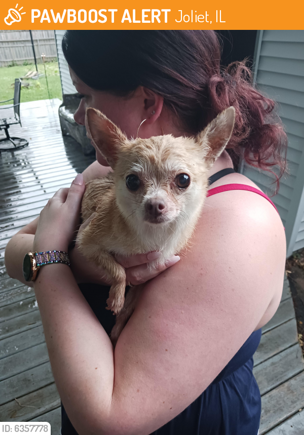 Rehomed Female Dog last seen Park Ave. And  Marion st Joliet, Joliet, IL 60431