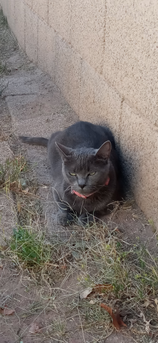 Lost Female Cat last seen 75th and Thomas, Phoenix, AZ 85033
