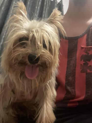 Found/Stray Male Dog last seen Rock island and Kimberly Blvd , North Lauderdale, FL 33068