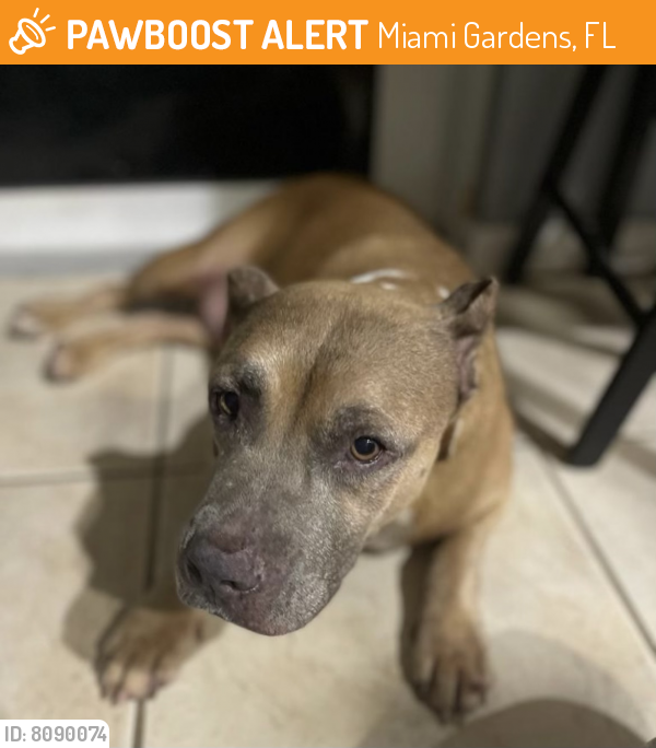 Rehomed Female Dog last seen Countyline Road Near Northbound Turnpike, Miami Gardens, FL 33169