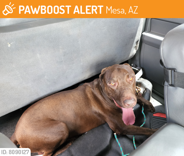 Found/Stray Male Dog last seen higley and brown, Mesa, AZ 85205