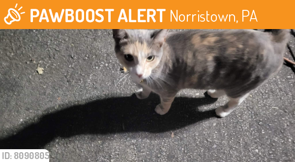 Found/Stray Female Cat last seen New Hope St, Norristown, pa, Norristown, PA 19462