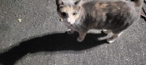Found/Stray Female Cat last seen New Hope St, Norristown, pa, Norristown, PA 19462