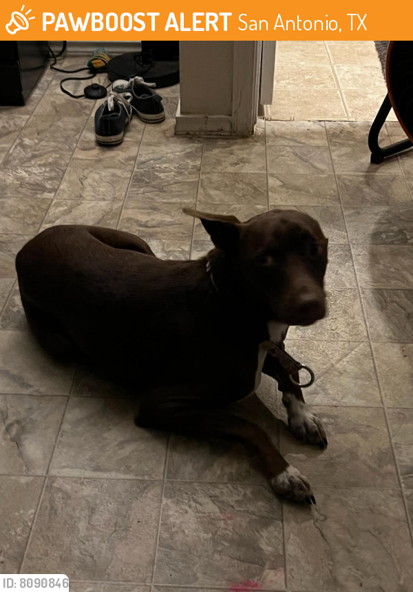 Found/Stray Female Dog in San Antonio, TX 78239 (ID 8090846) PawBoost