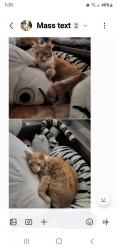 Lost Male Cat last seen Shapinsay park, San Tan Valley, AZ 85140