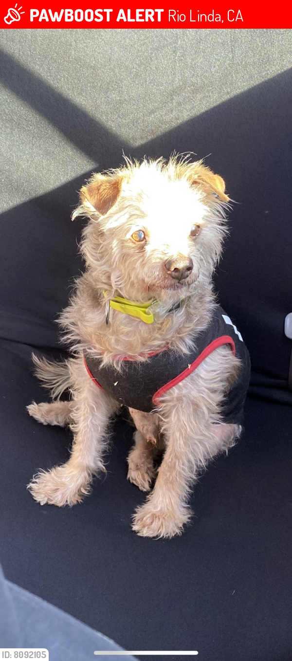 Lost Male Dog in Rio Linda, CA 95673 Named Elvis (ID 8092105) PawBoost