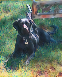 Lost Male Dog last seen Days inn rusina Dr garden of the gods, Colorado Springs, CO 80919