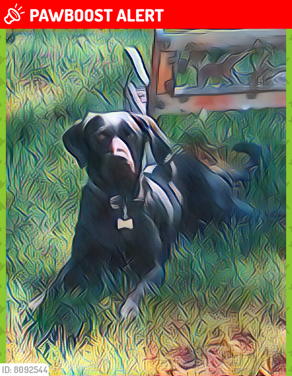 Lost Male Dog last seen Days inn rusina Dr garden of the gods, Colorado Springs, CO 80919