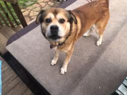 Lost Male Dog last seen Pine Street and Avocado Ave Canaveral Groves, Cocoa, FL 32926