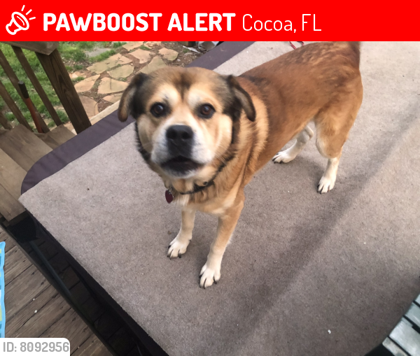 Lost Male Dog last seen Pine Street and Avocado Ave Canaveral Groves, Cocoa, FL 32926